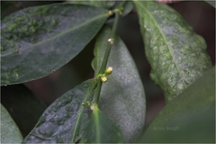 Suregada angustifolia
